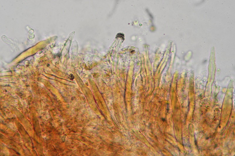 Peniophora... non... Peniophora! (Porostereum spadiceum)